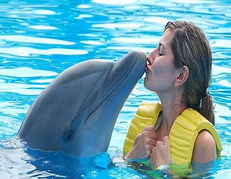 پارک دلفین ها