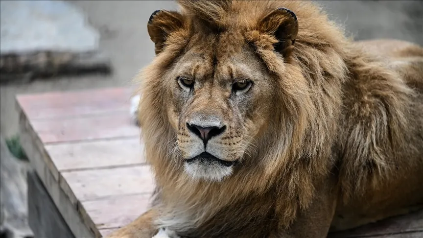 مداوای دو قلاده شیر نر و ماده ایرانی در استانبول